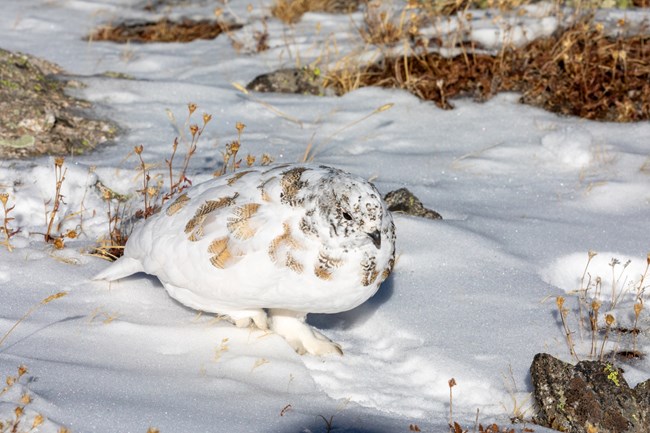 White-tailed Ptarmigan in early winter