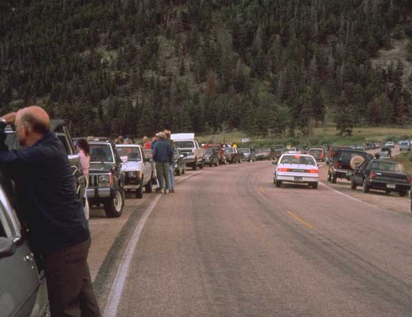 a photo of elk rut traffic jam