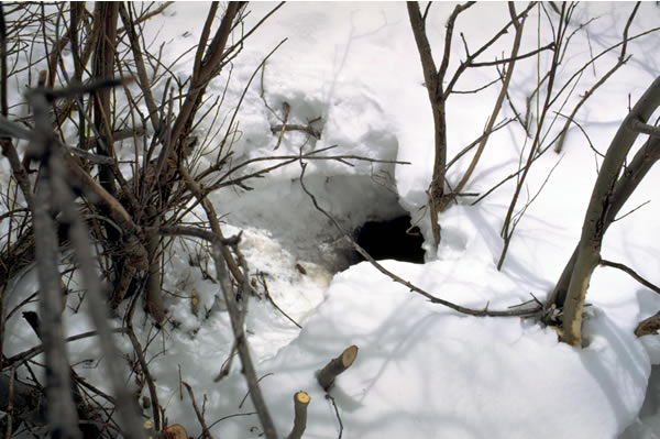 a photo of a beaver hole