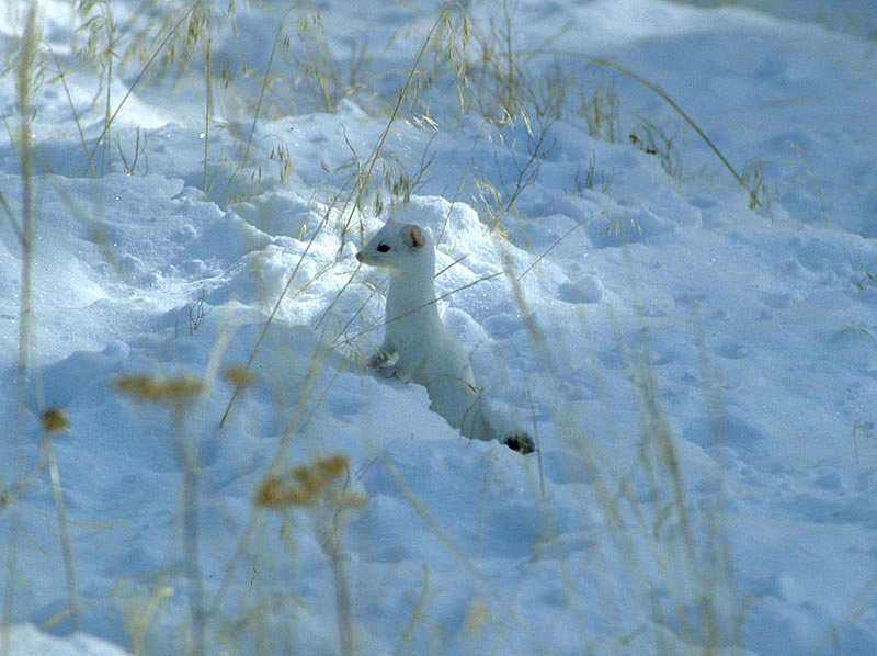 a photo of an ermine