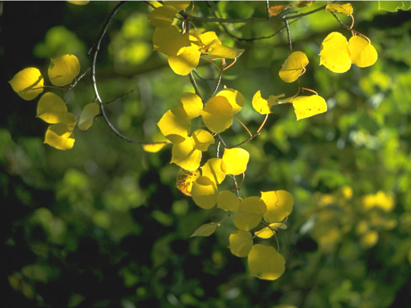 a photo of aspen fading in the fall