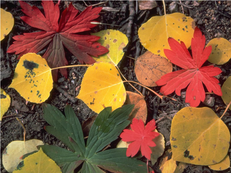 a photo of fall leaves