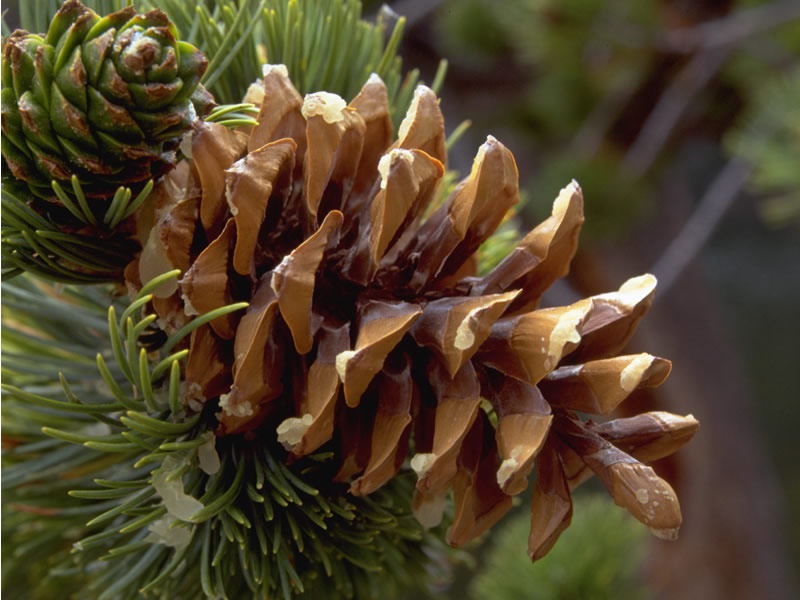 Limber Pine Cone - Rocky Mountain National Park (U.S. National Park ...