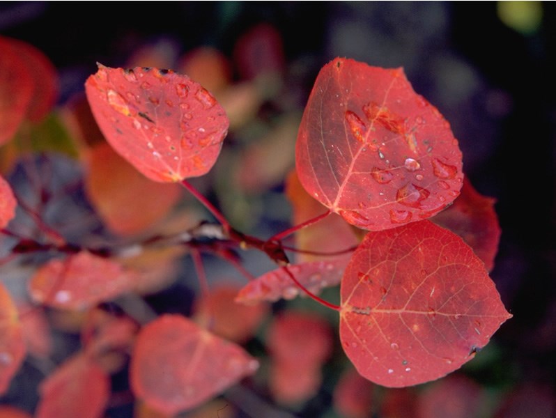 Red Aspen Leaves - Rocky Mountain National Park (U.S. National Park ...