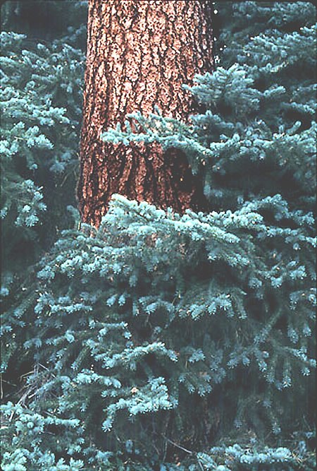 a photo of Englemann spruce