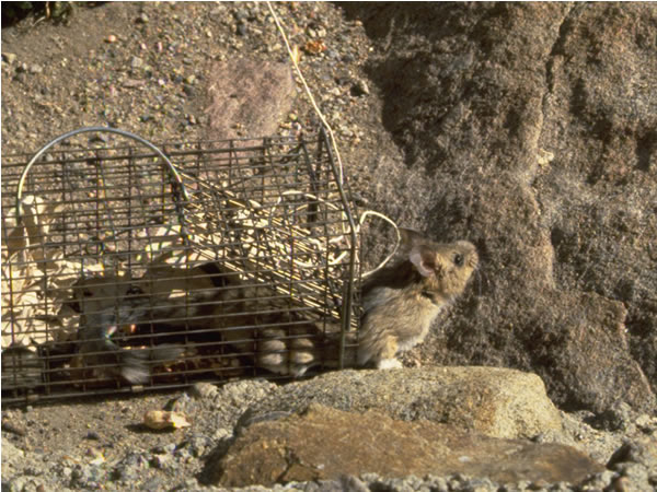 a photo of a bushy tailed woodrat