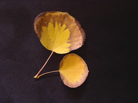 a photo of fall aspen leaves