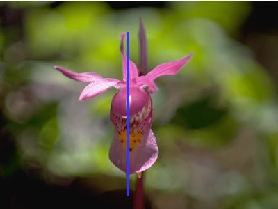 a photo showing bilateral symmetry