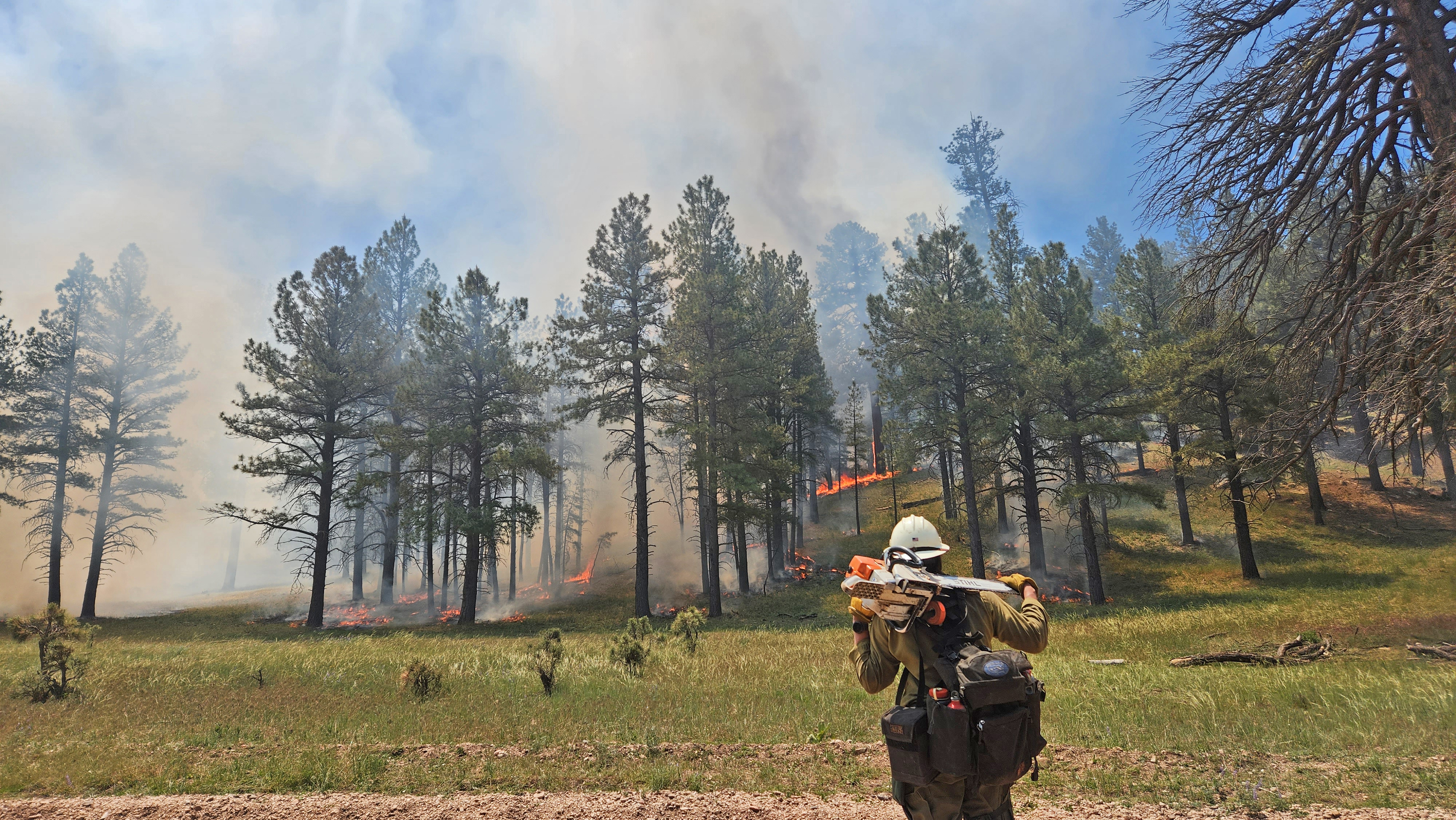 Alpine Hotshot Crewmember holding during a burnout on the Ridge Fire