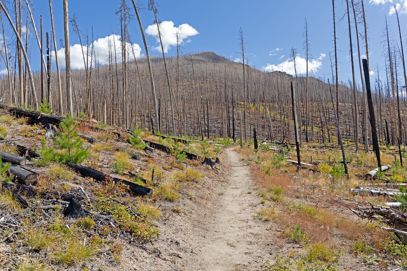 A section of the Green Mountain Trail is lined with tall, burned standing dead trees and new vegetation growing underneath.