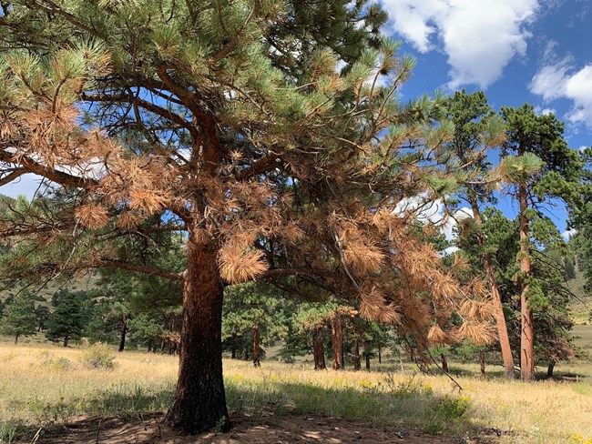 lower branches of ponderosa pine pruned by fire