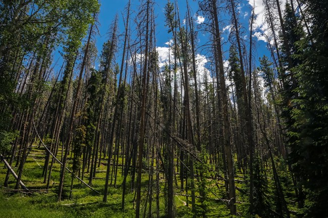 lodgepole forest with many dead and downed, beetle-killed trees