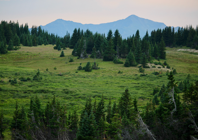lush subalpine spruce/fir forest