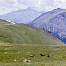Elk lie on tundra grass with mountain backdrop
