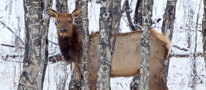 An elk in an aspen tree stand in the winter