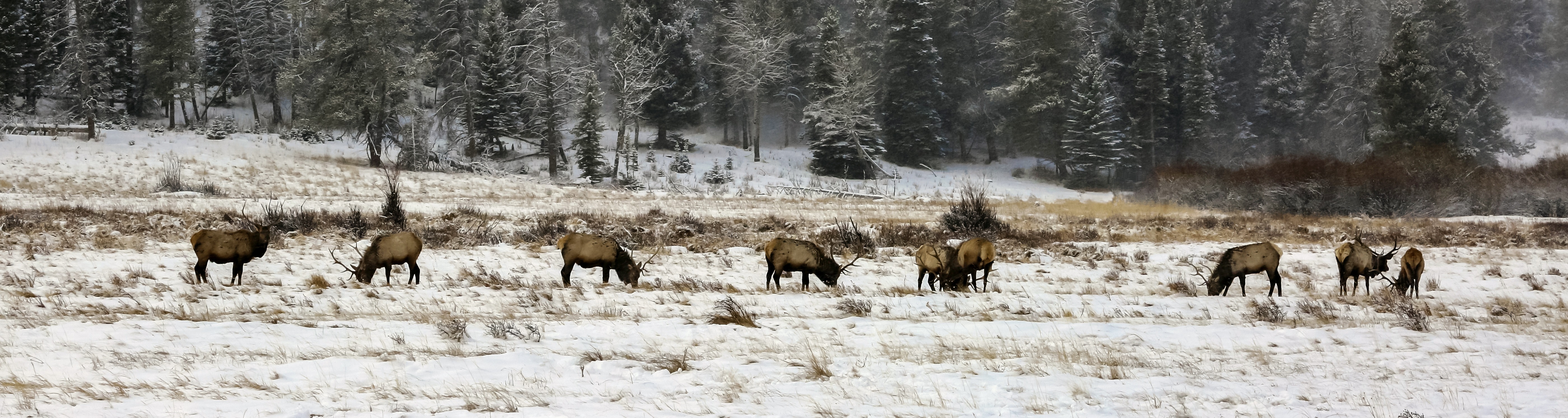 Elk Bulls in the blowing snow and wind Horseshoe Park February