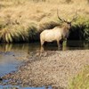 A bull elk stands in a river.