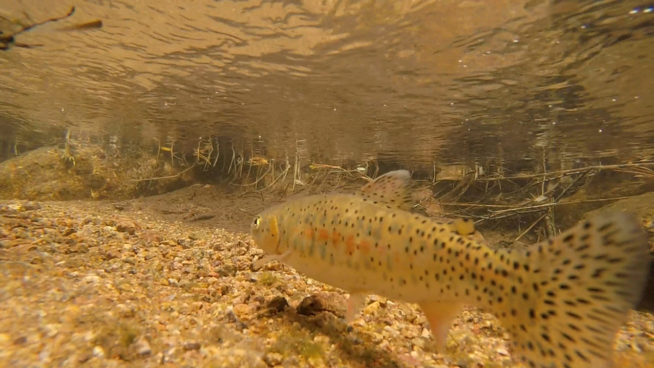 A Greenback Cutthroat Trout is swimming in a mountain stream