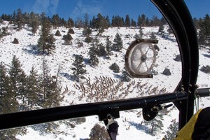 aerial view of elk from a helicopter survey