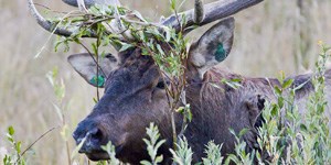 elk in willow vegetation