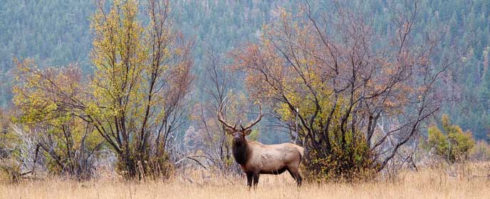 bull elk and shrubs in autumn