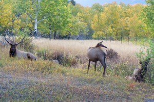 Elk browse next to a fence protecting aspen habitat