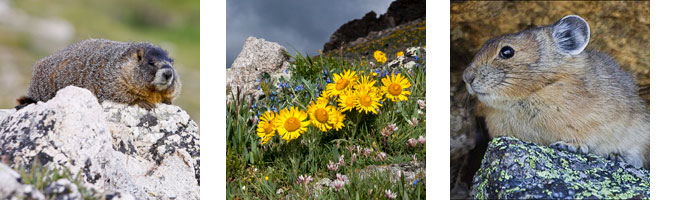 A marmot on a rock. Small flowers in the alpine. A pika.