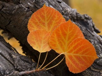 Photo of red and orange Aspen leaves.