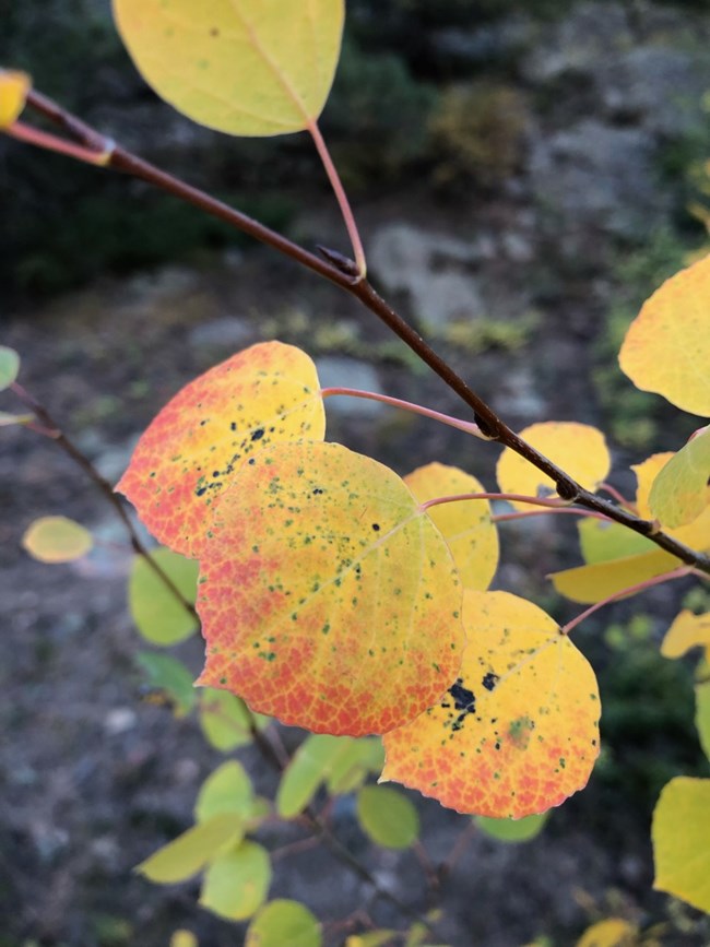 Aspen Leaf_Green_Yellow_Red