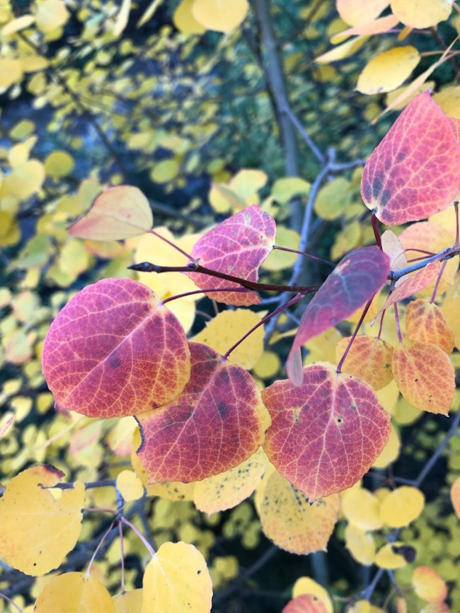 Aspen Leaf_Red-Purple