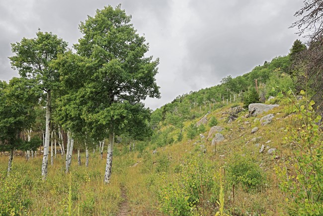 Aspen trees with green leaves in summer