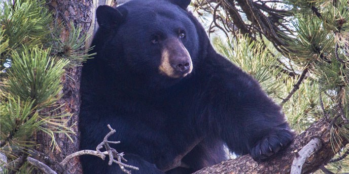 Black Bears - Rocky Mountain National Park (U.S. National Park Service)