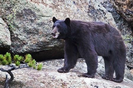 Black bear stands on a rock