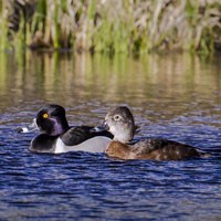 Male and female Ring-necked duck in the water