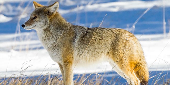 Coyote stands in a snowy field.