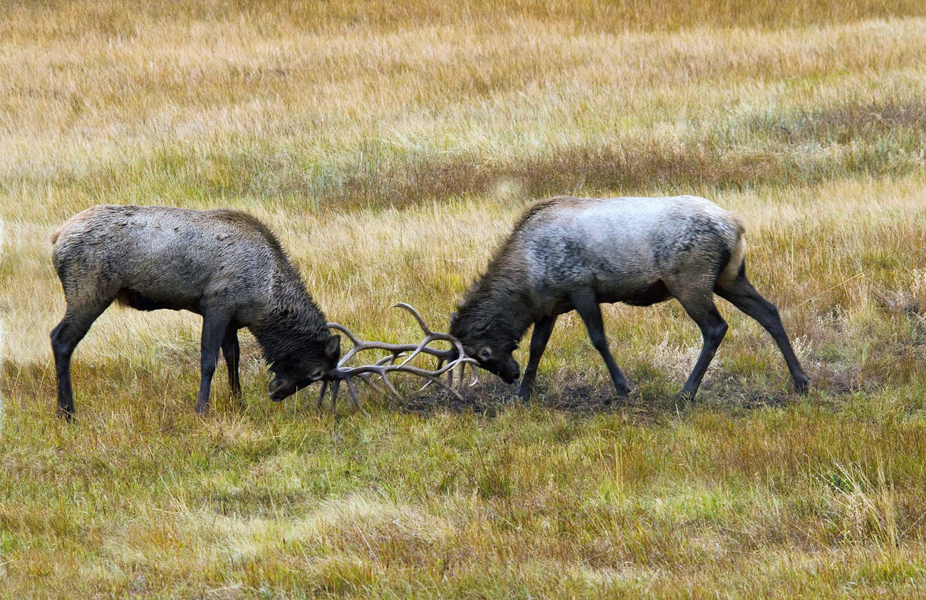 Two bull elk are sparring during rut, their heads are down and they are clashing their antlers together to show dominance.
