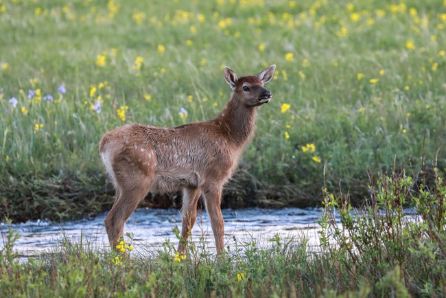 An elk calf is standing in a grassy meadow along the bank of a river