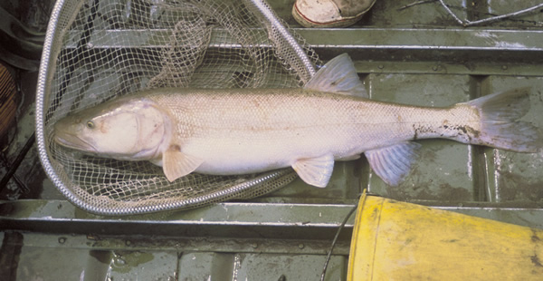 a photo of Colorado pikeminnow
