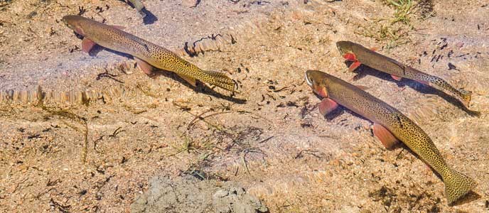 Fish_Banner_Cutthroat_688x300