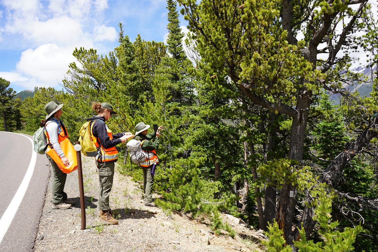 Park staff are evaluating trees to monitor forest health.