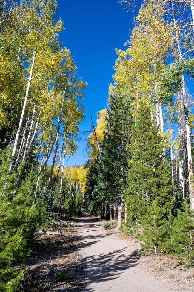 Learn About Fall Colors Rocky Mountain National Park (U.S. National