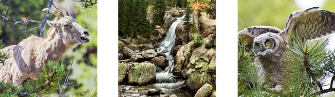 Bighorn sheep bleating, Alberta falls, juvenile great horned owl