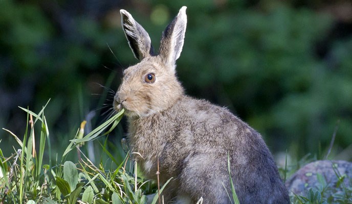 Snowshoe Hare - Rocky Mountain National Park (U.S. National Park Service)