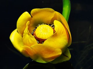Photo of Yellow Pond-Lily