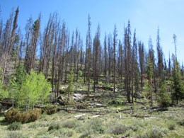 Photo of trees killed by Mountain Pine Beetle.
