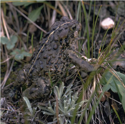 Boreal Toad - Rocky Mountain National Park (U.S. National Park Service)