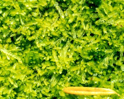 a photo of Cephalozia bicuspidata