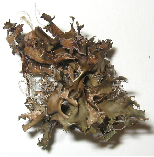 a photo of Cetraria islandica