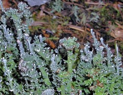 Photo of lichen Cladonia ecmocyna growing upward on forest floor.