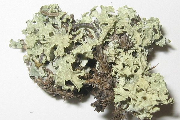a photo of Flavocetraria nivalis
